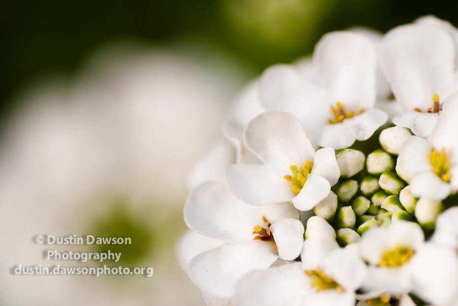 CandyTuft