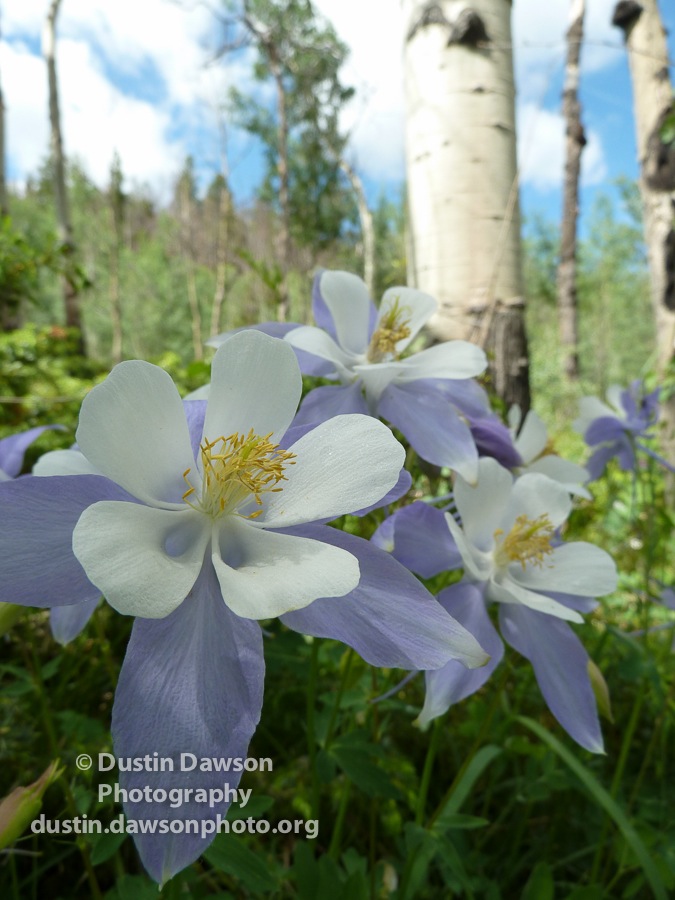 Columbine